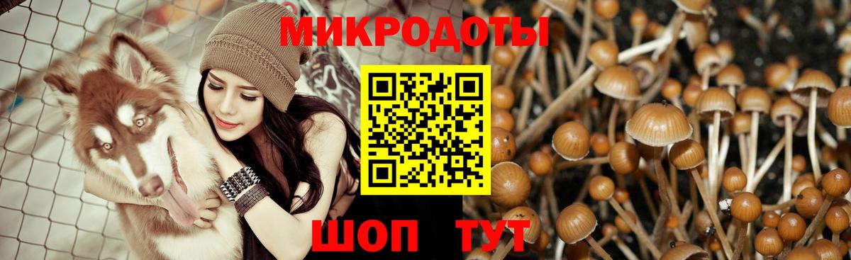 Псилоцибиновые грибы прущие грибы Сланцы