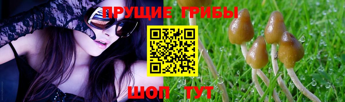 Псилоцибиновые грибы прущие грибы  магазин  наркотиков  Сланцы  Вход с VPN 